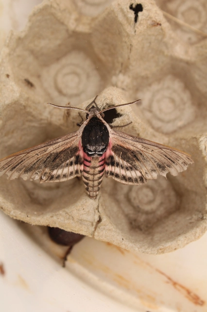 Sphinx ligustri - fagyalszender