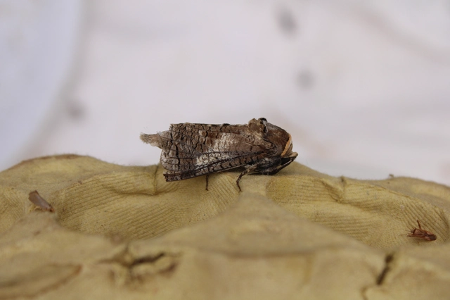 Cossus cossus - fűzfarontólepke