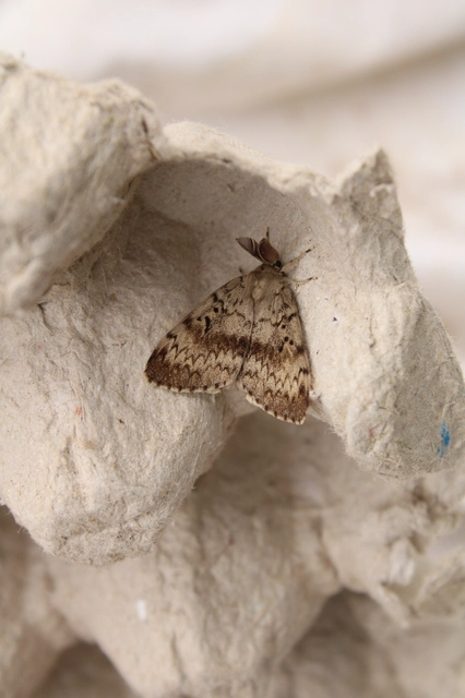 Lymantria dispar - gyapjaslepke