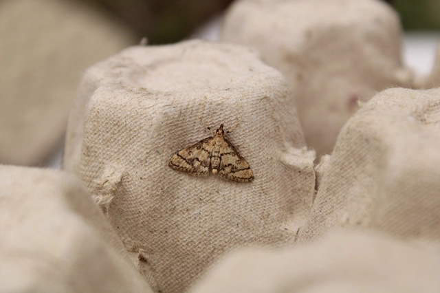 Metasia ophialis - kígyósávos tűzmoly