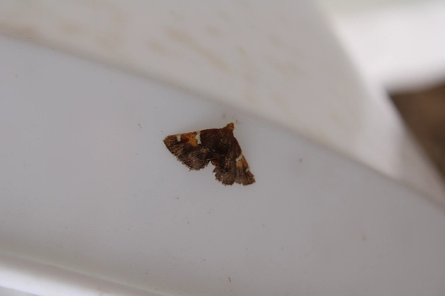 Pyralis regalis - pompás fényilonca