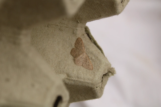 Idaea obsoletaria rufularia - sárgás apróaraszoló