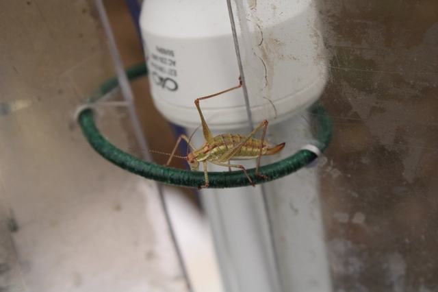Leptophyes albovittata - közönséges virágszöcske