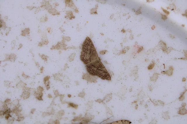 Idaea obsoletaria rufularia - sárgás apróaraszoló