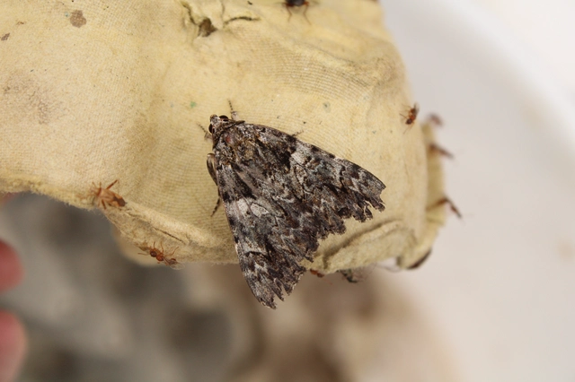 Catocala promissa - kis tölgyfa-övesbagoly