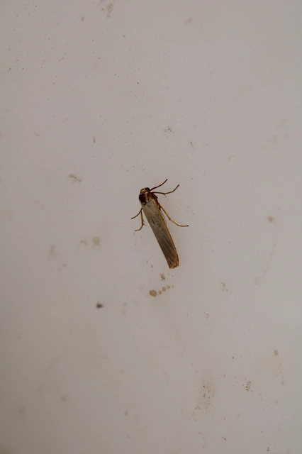 Eilema complana - közönséges zuzmószövő