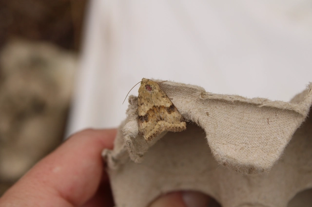 Heliothis viriplaca - mácsonyabagoly