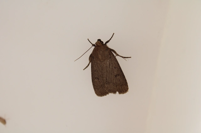 Amphipyra tragopoginis - bakszakállbagoly