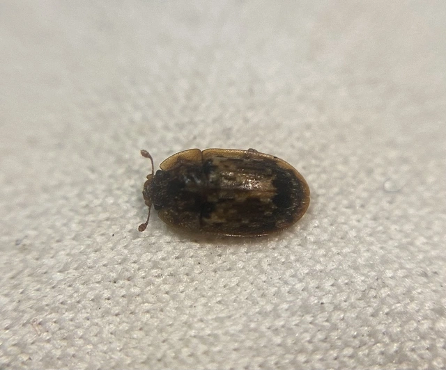 Soronia grisea - pettyegetett fénybogár Soronia grisea - pettyegetett fénybogár