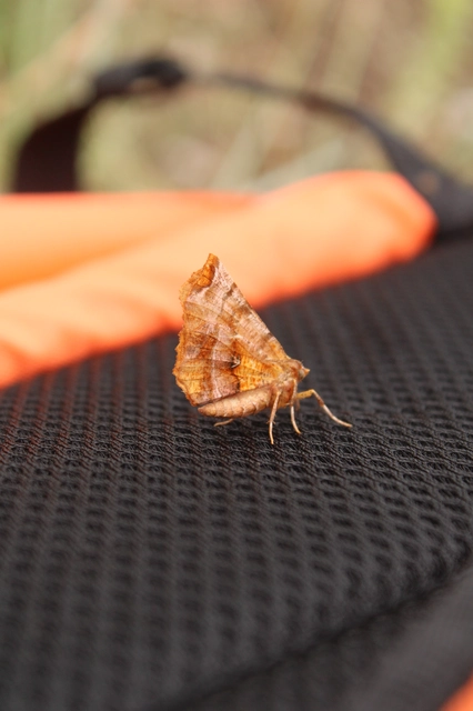 Selenia dentaria - kétfoltos holdasaraszoló
