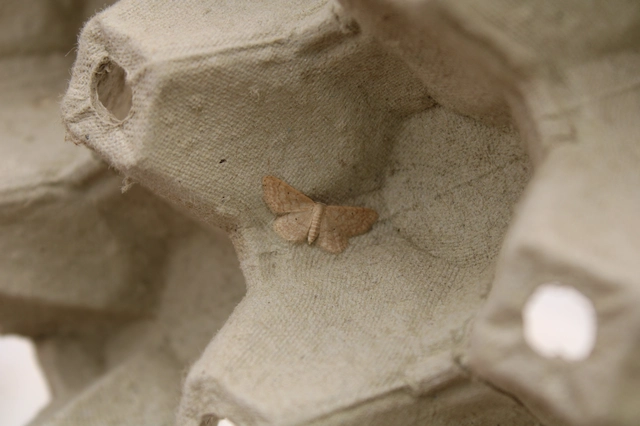 Idaea obsoletaria rufularia - sárgás apróaraszoló