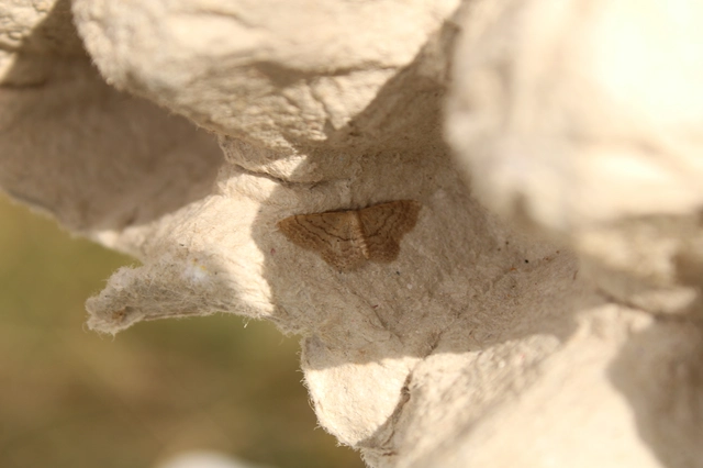 Idaea obsoletaria rufularia - sárgás apróaraszoló