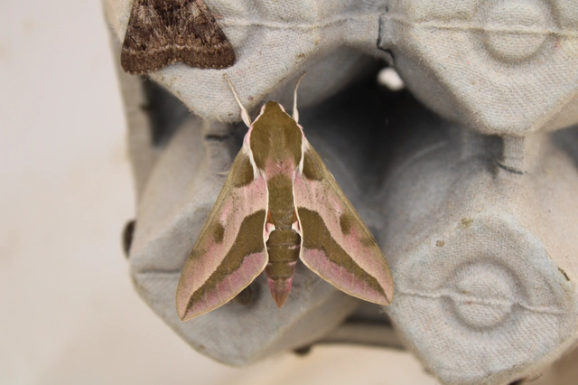 Hyles euphorbiae - kutyatejszender
