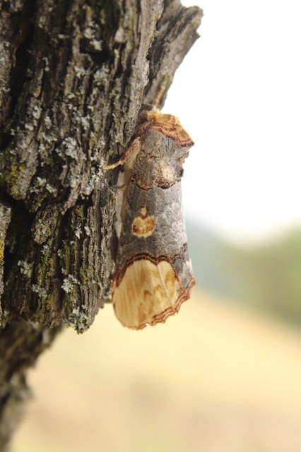 Phalera bucephaloides - magyar púposszövő