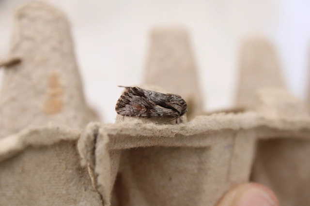 Chloantha hyperici - orbáncfű-sugarasbagoly