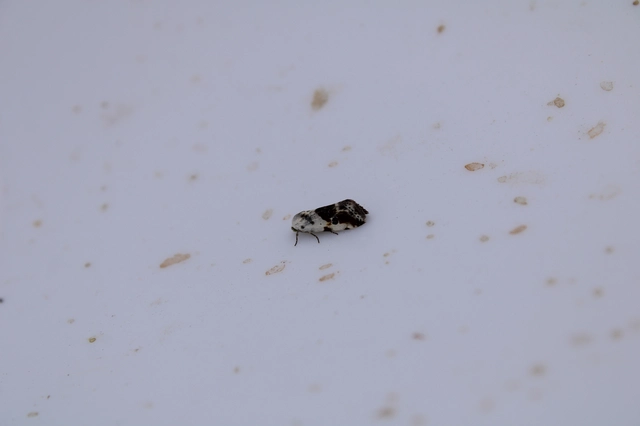 Ponometia candefacta - parlagfűbagoly