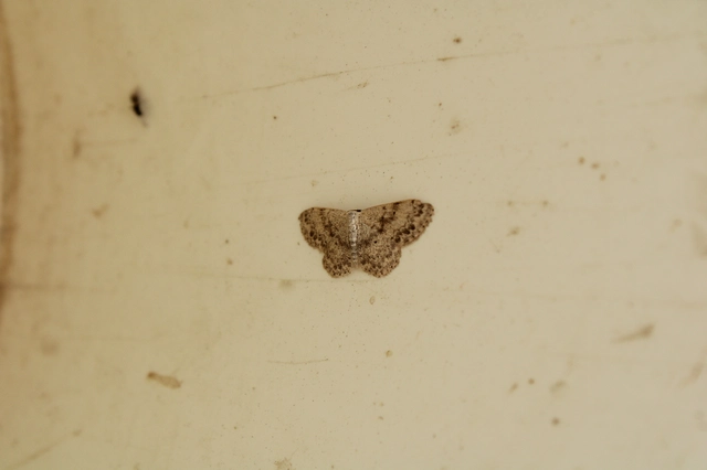 Scopula marginepunctata - pettyes sávosaraszoló