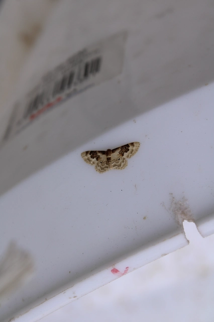 Idaea rusticata - tarka apróaraszoló