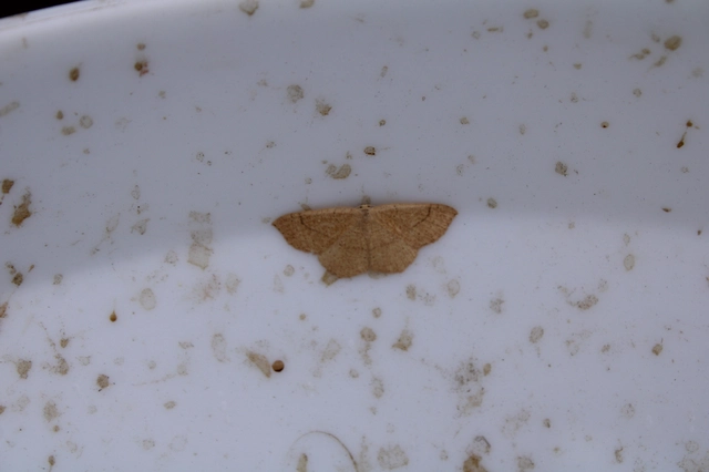 Cyclophora ruficiliaria - vörösrojtú pettyesaraszoló