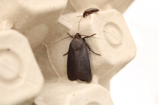 Amphipyra livida - zsírfényű bagoly
