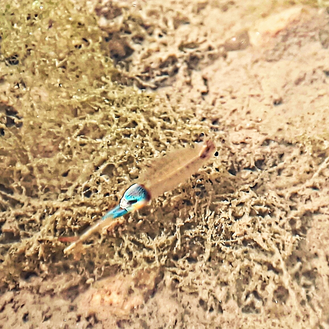 Branchipus schaefferi Fischer, 1834