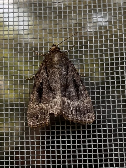 Amphipyra berbera/pyramidea