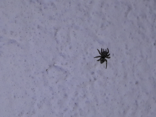 Salticidae - ugrópókok