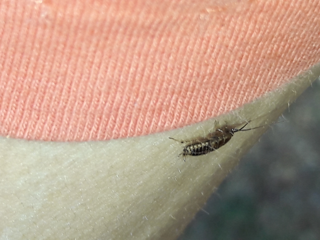 Blattodea - Csótányok