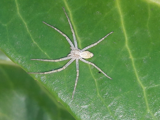Philodromus dispar - lomb karolópók