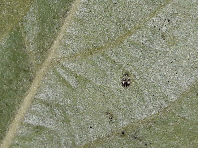 Corythucha arcuata - tölgy-csipkéspoloska