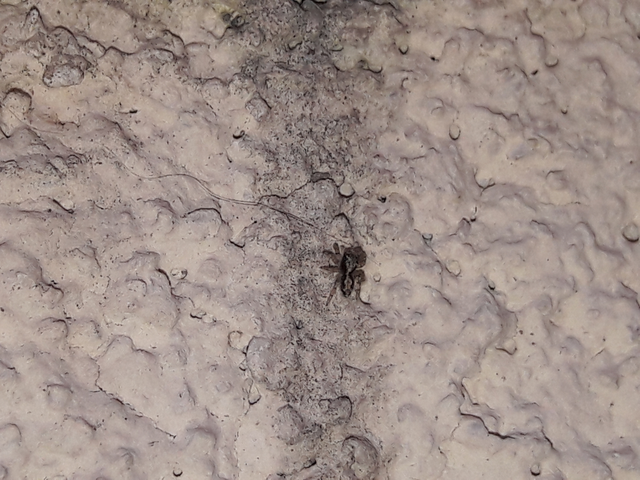Salticidae - ugrópókok