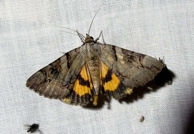 Catocala hymenaea - kökény-övesbagoly