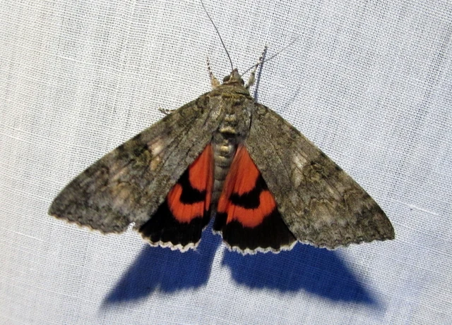 Catocala nupta - piros övesbagoly