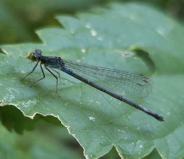 Erythromma viridulum - kis pirosszemű-légivadász