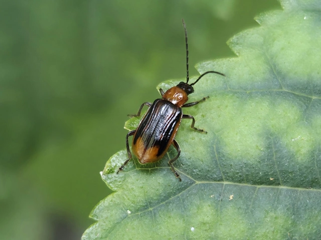 Diabrotica virgifera - amerikai kukoricabogár