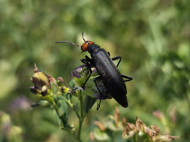 Epicauta rufidorsum - hollóbogár