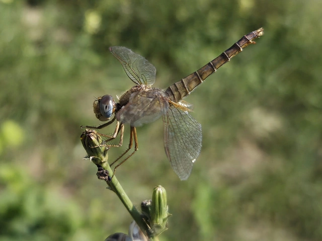 Crocothemis erythraea - skarlát szitakötő