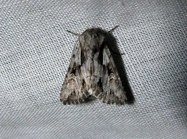 Chloantha hyperici - orbáncfű-sugarasbagoly