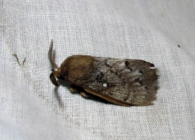 Dendrolimus pini - fenyőpohók