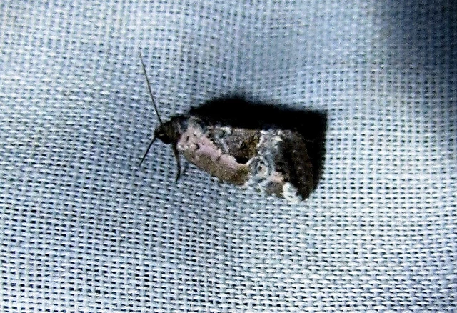 Hapalotis venustula - rózsaszínű mázasbagoly