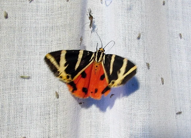 Euplagia quadripunctaria - csíkos medvelepke