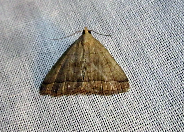 Herminia tarsicrinalis - szőröslábú karcsúbagoly
