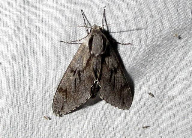 Hyloicus pinastri - fenyőszender