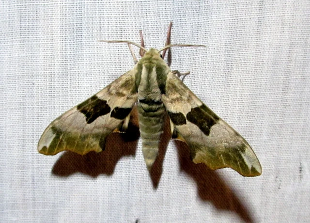 Mimas tiliae - hársfaszender