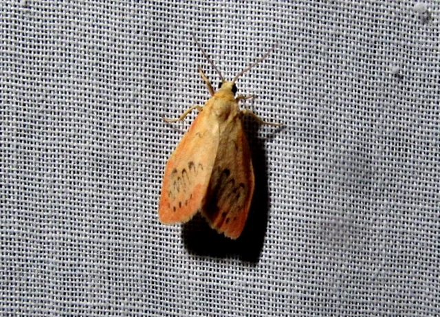 Miltochrista miniata - piros medvelepke