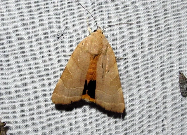 Noctua fimbriata - szélessávú sárgafűbagoly