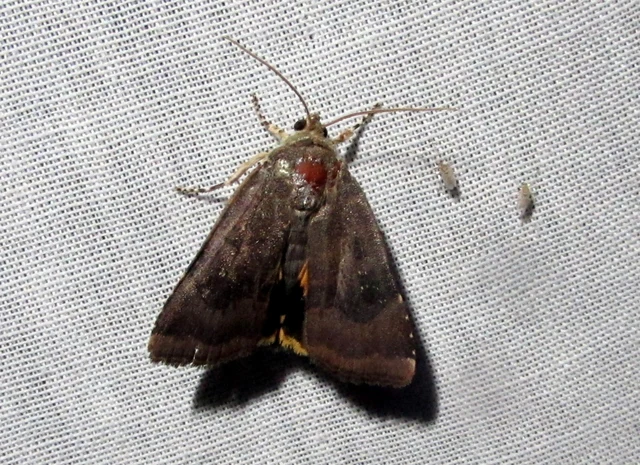 Noctua janthe/janthina