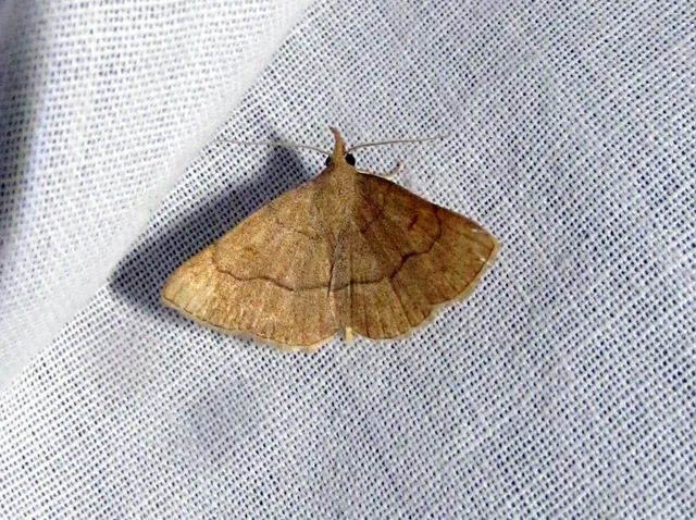 Paracolax tristalis - sárgás karcsúbagoly