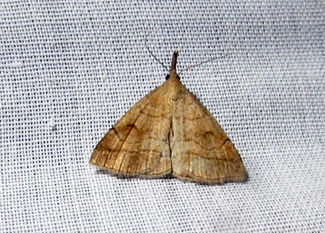 Polypogon gryphalis - láperdei karcsúbagoly