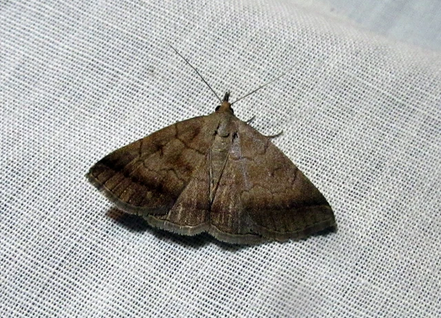 Zanclognatha lunalis - pelyheslábú karcsúbagoly